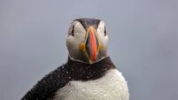 Watch: Atlantic Puffins depart earlier from Skellig Michael