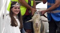 No high-rise perch for King Puck on Scattering Day