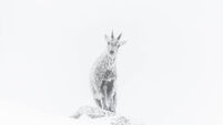 Wildlife Photographer Awards