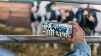 iStock-1487535608_dairy.jpg Close-up image of the hands of an unrecognizable young woman farmer taking horizontal photos of cows with her mobile phone. Focu