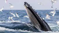 LYC_Humpback.jpg Nature photographers tell tales behind this epic photo gallery