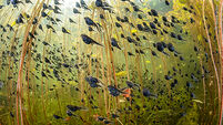 Winners of the 2024 Wildlife Photographer of the year announced