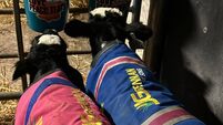 Hazell Mullins: It's not just the calves that grow up - how calf-rearing has changed