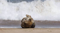 A selection of images chosen by the Irish Examiner picture desk