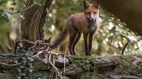 Fox dating and mating season