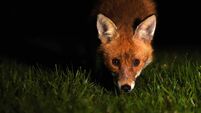 Red Fox At Night