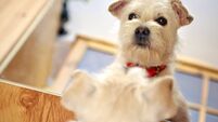 Dog looking in the mirror