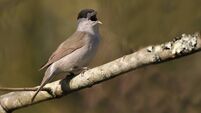 Birds of Ireland: Blackcap