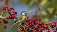 Eurasian blue tit (Cyanistes caeruleus) eating red berries