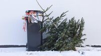 Discarded Christmas Tree Waiting To Be Collected