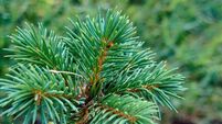 Letters to the editor: Counting the environmental costs of Sitka spruce