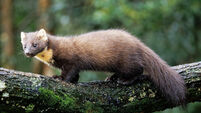 A selection of images chosen by the Irish Examiner picture desk
