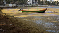 Mexico Seaweed