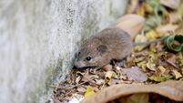 Close up the rat in dry leaf background. Animal contagious disease concept.