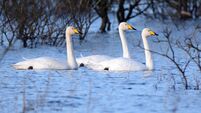 Summing up our swan squad successes 