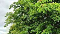 Michael Moynihan: Council responses show they can't see the wood for the trees