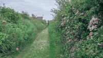 Grass and daisy covered rural lane, lined on either side by hedgerows