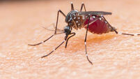 Malaria drug research