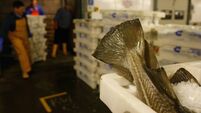 Fishermen Sort Catch At Peterhead Harbour