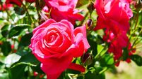 Rose garden
