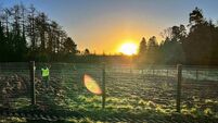 Ambitious tree-planting project targets small, half-forgotten spaces