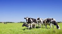 Cows in a fresh grassy field on a clear day