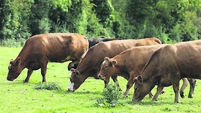 Paula Hynes: Why there will be no winner in the Bord Bia standoff