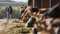 Bovaer manufacturer to sell animal nutrition and health division