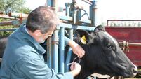 TB lesions detected in factories double