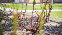Pruned rose bushes in a country rose garden after winter. Leafless rose stems await summer. Soil insulation with sawdust