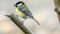 Big Garden Birdwatch