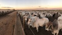 feedlot intensive production system beef cattle