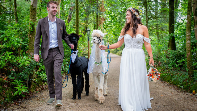 <p>Emma O'Hagan: 'After the ceremony, we had the drinks reception. We had a few alpacas on the day, and people were able to walk with them and have their photos taken with them.'</p>
