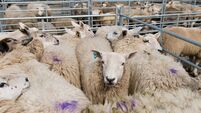Sheep pen