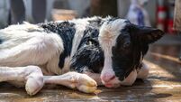 Newborn calf