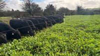 Signpost: Grazing redstart on Kay's organic farm 