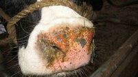 Officials detect new bluetongue case in animal that has "travelled through several counties"