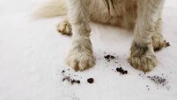 CLOSE-UP DIRTY AND MUDDY DOG CARPET AT HOME.