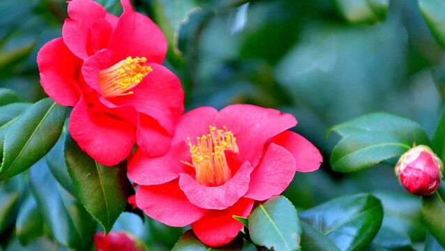<p>Camellia japonica, commonly called Japanese camellia, is an evergreen shrub that typically grows to between two and four metres with glossy, dark green leaves. File picture</p>