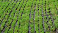 Grassland which slurry is injected.
