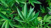 Cork man who self-medicated with cannabis to ease pain of jaw injury grew €60,000 worth of the drug