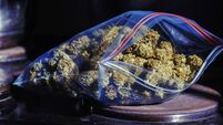 Cannabis ready to roll